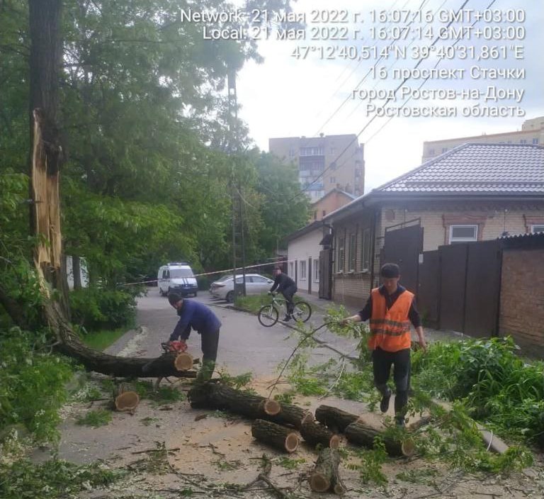 В Ростове-на-Дону ветер повалил 50 деревьев и крупных веток - фото 1